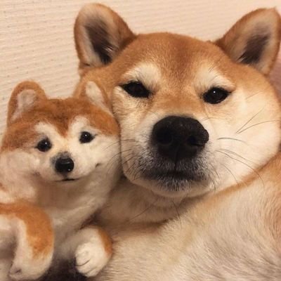 呆萌搞笑的狗狗情侣头像