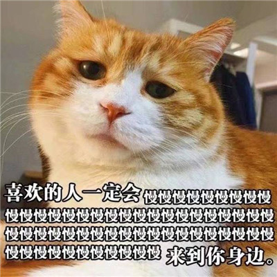 搞笑可愛動物帶字頭像情侶一人一張