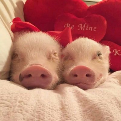 超可爱小猪猪情侣合照头像一人一张