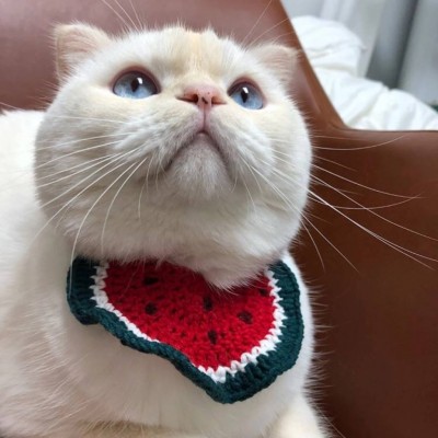 猫咪头像可爱高清大全2019,微信头像图片