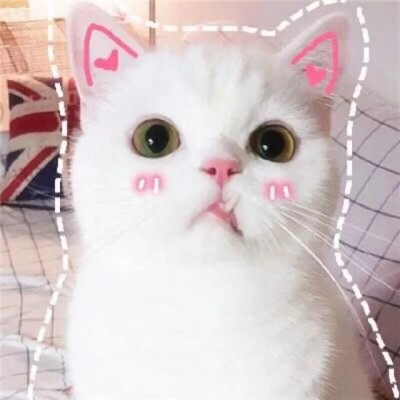 可爱猫咪头像萌萌哒高清,微信头像图片