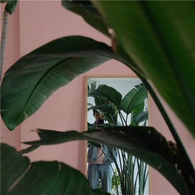 清新自然绿色植物头像精选