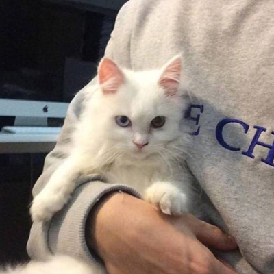 qq个性头像男生抱猫咪系列