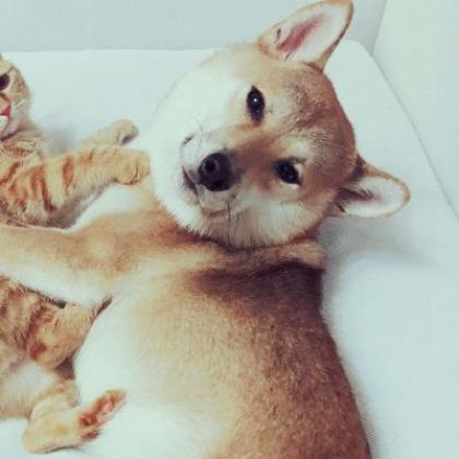 一左一右猫狗情侣头像