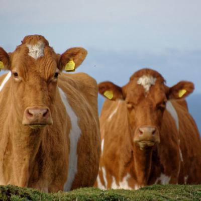 用牛做头像的图片