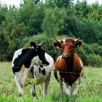 用牛做头像的图片