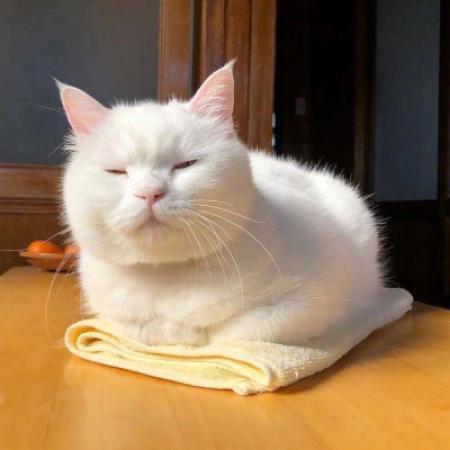 白色猫咪头像 微信图片