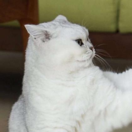 beluga猫系列头像图片