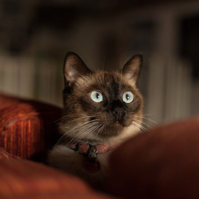 暹罗猫微信头像图片
