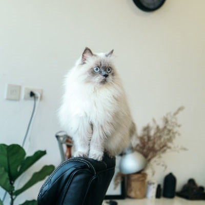 可爱的暹罗猫头像