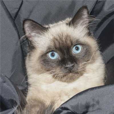 暹罗猫微信头像图片