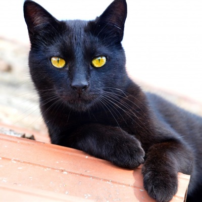 肤白貌美黑猫头像图片