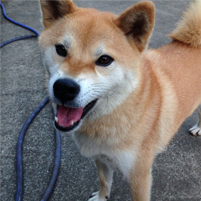 好看的柴犬头像