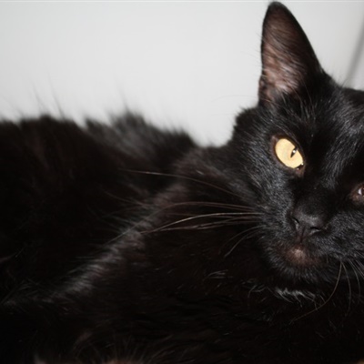 肤白貌美黑猫头像图片