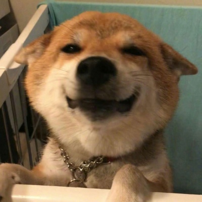 狗狗团头像