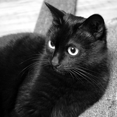高冷孤独黑猫头像图片