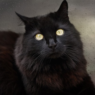 高冷黑猫头像