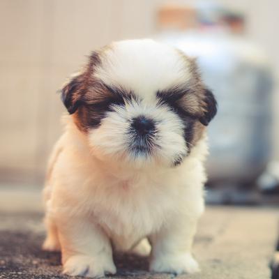 乖巧呆萌的狗狗图片头像大全,可爱头像图片