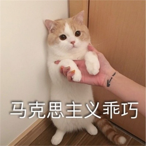 萌猫带字头像图片