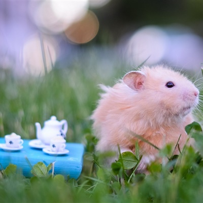 呆萌小鼠可爱qq头像图片