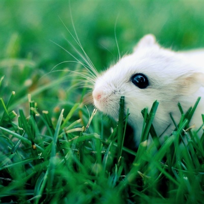 呆萌小鼠可爱qq头像图片