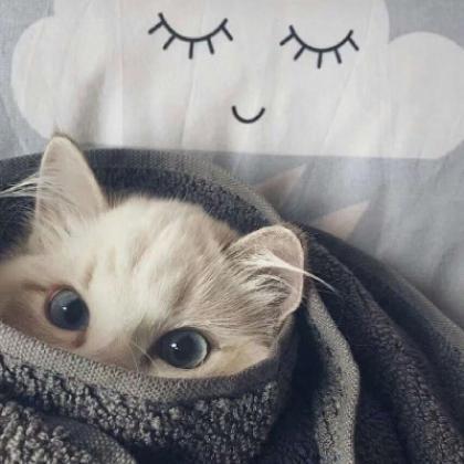 个性好看萌宠猫咪情侣头像一对两张可爱