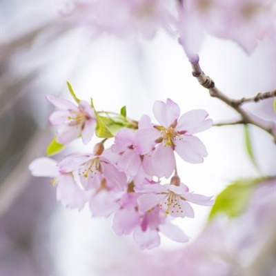 日本樱花头像图片