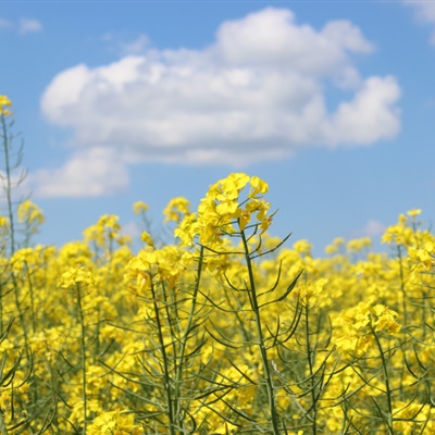 油菜花唯美头像