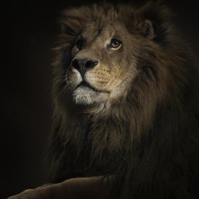 狮子头像 男生霸气图片