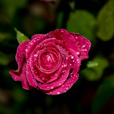 好看的红玫瑰头像