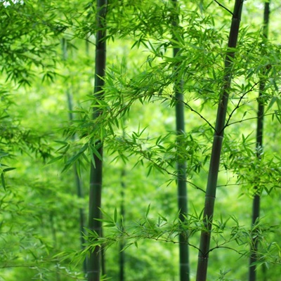 微信头像竹子风景图片
