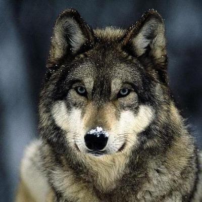 狼的照片 头像 帅气图片