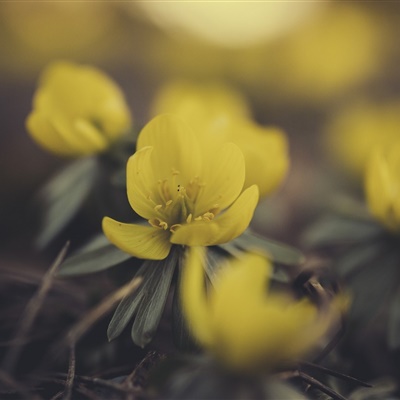 花朵風景頭像圖片