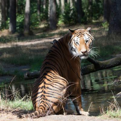 威猛的老虎美图头像