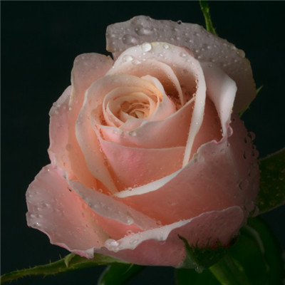 粉色玫瑰花头像图片