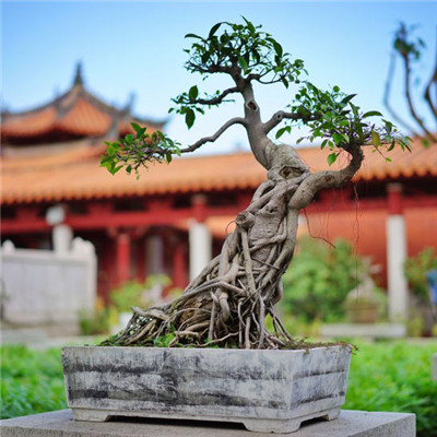 好看的盆景头像