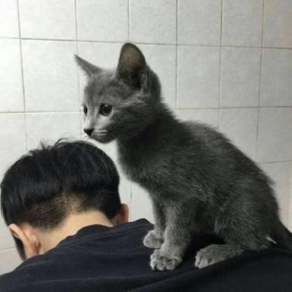 猫的头像男生高冷图片