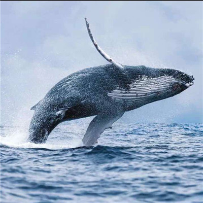 鲸鱼头像高清唯美图片