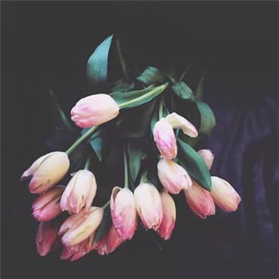 超级唯美郁金香花头像大全