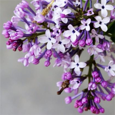 丁香花唯美有意境头像精选