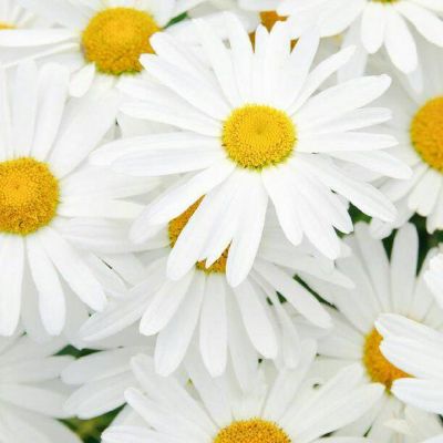 花头像唯美小清新图片大全