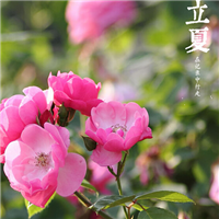 有关立夏的唯美风景头像小清新自然