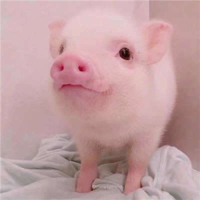 小乳猪表情包图片