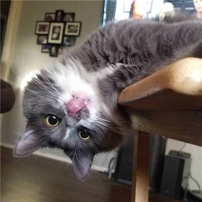 逗比可爱喵星人头像