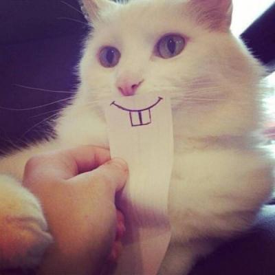可爱又搞笑的猫咪头像幽默萌