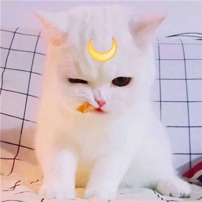 高清猫咪头像可爱超萌头像