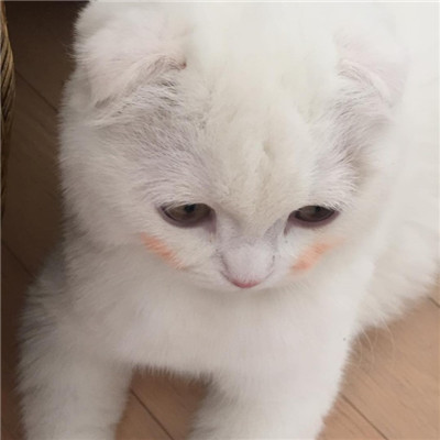 白色软萌可爱的小猫咪头像