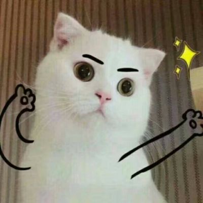 动物qq头像可爱猫咪搞笑头像
