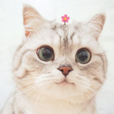 强迫症头像萌宠猫咪可爱超萌最新
