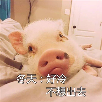 可爱精致的猪猪头像带字高清